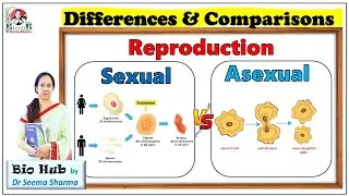 Sexual Vs Asexual reproduction