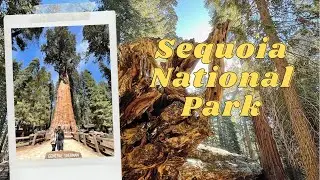 Sequoia National Park & Three Rivers Vlog | Quick Roadtrip from LA