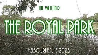The Wetland - Royal Park Melbourne - Black swans pair and cygnets