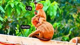 How adorable...Baby Lily sits on brother Kenzo to find her mother
