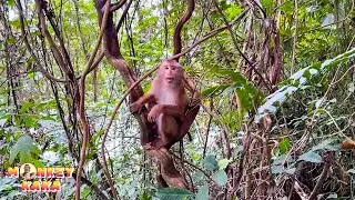 How will Monkey Kaka live without dad for a long time?