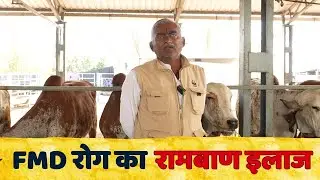 fmd रोग का रामबाण इलाज | गौपालकों के लिए विशेष ध्यान... | Gir Gau Jatan | Rameshbhai Rupareliya