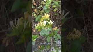 Жимолость японская/Lonicera japonica
