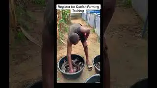 Catfish Farming Training for Beginners #catfishfarm #fish