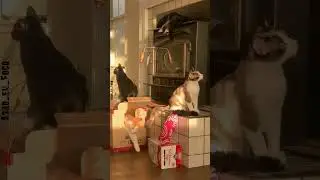 Epic Pet Fails 🐶🐱 | Funniest Pet Moments Ever
