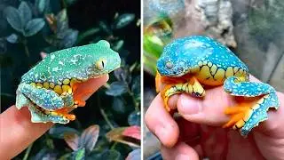 Бахромчатая листовая лягушка 🐸 Эта лягушка выглядит НАРИСОВАННОЙ!