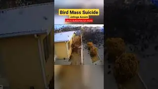 Jatinga Bird Mass Suicide in Assam #india #shorts #shortvideo #horrorstories #haunted #unsolved