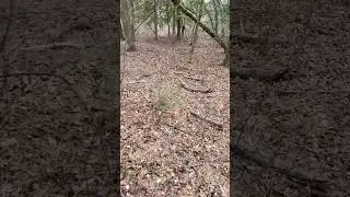Can you see it?! #hunting #deerhunting #adventure #nature #cold #shed #search #hiking #walking