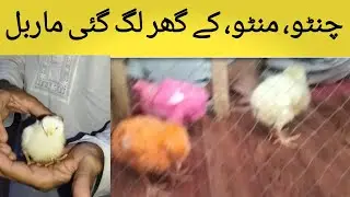 Chinto  minto  k ghr py lg gai marbal#pet lovers# animal lovers