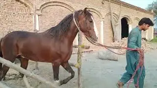 Horses Enjoying Freedom & Friendship in the Field || Female Horse Seaction 