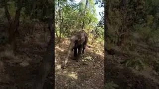 Real forest elephant danger scene