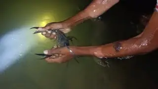 Crad  catching/ video kekada video/ kokan