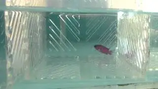 Black Cap Basslet