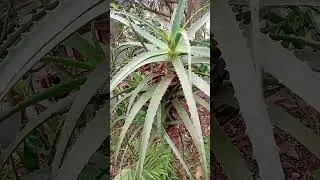 N&atilde;o Use a Babosa Sem Antes Saber Disso - Jeferson Muraro