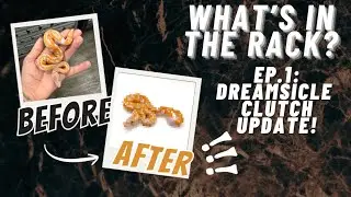 What&rsquo;s In The Rack ? Episode 1