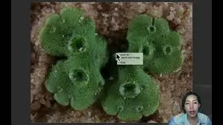 EP.44 กลุ่มพืชไม่มีท่อลำเลียง (bryophyte)