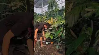 H&ocirc;m nay m&igrave;nh sẽ hướng dẫn c&aacute;c bạn setup một g&oacute;c chill #plants #thaicao #vlog #rawstudio