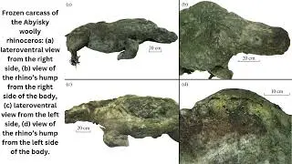 Intact Skin, Hair, and Tissues Found On 32,400-Year-Old Juvenile Woolly Rhino Mummy