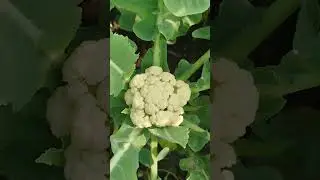 জল মাটিতে ছাদ বাগানে ফুলকপি চাষ। #channel 5Michelle #garden #subscribe #short