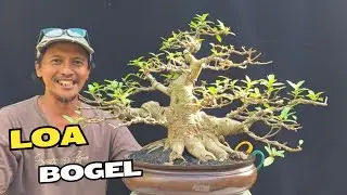 Cek Harga Bonsai Siap Pajang