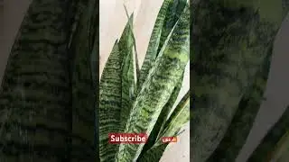 Snake plant. Best oxygen plant. Indoor oxygen plant #oxygen #snakeplant #snake #plants #indoorplants
