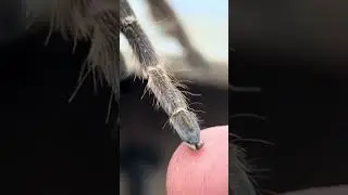 👀 Рассматриваем строение кончиков лап птицееда.  #tarantula #Пауки_птицееды #Ceratogyrus_darlingi