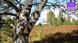 L&uuml;neburger Heide: Ein Sommertag in der Weseler Heide bei Undeloh