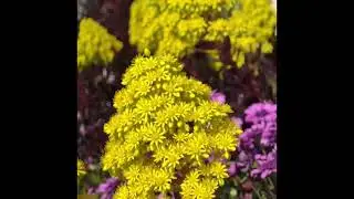 Flowers in Adelaide 