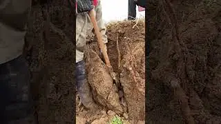 Underground crop mining process- Good tools and machinery can increase work efficiency