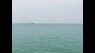 INTERN: A playful calf breaching in front of our research vessel