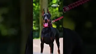 3 most dangerous dogs in the world 😱😱#dogbreed #youtubeshorts #pitbull #pitbulldog #dogtype #cutedog