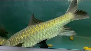 🇲🇾 Copper mahseer 🇲🇾