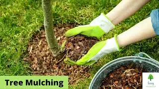 Healthy Trees, Happy Garden Discover Tree Mulching in Casey
