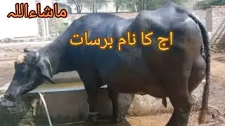 پیور نیلی کی پھلن جھوٹی فار سیل دودھ 12 لیٹر لوکیشن چوک مرلے تحصیل عارف والا ضلع پاک پتن03090760864 