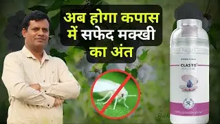 कपास में सफेद मक्खी का पक्का इलाज Clasto पूरी जानकारी  ⁨@RallisIndiaLtdCropCare⁩