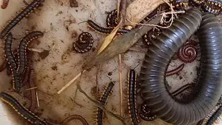 RED SPOTTED MILLIPEDES AND YELLOW SPOTTED MILLIPEDES|GIANT MILLIPEDE VENOMOUS #insectsexploration 