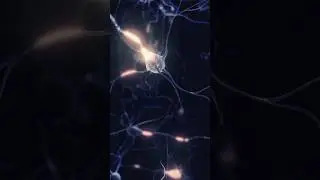 How Neurons in the Human Brain Work