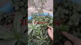 #viral #funny #foodvideos  #viralfood #viralvideos #minivlog #reels #love #gerden #shorts
