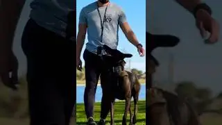 Why YOU Should Be the One Training Your Dog: The Power of Bonding & Consistency