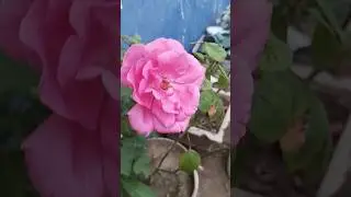 Beautiful Pink Rose 🌹#short feed #garden #nature #flowers #indoor plant care # Reel