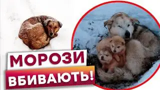 🤯 ГИНУТЬ ЗА лічені ХВИЛИНИ! Вуличні ТВАРИНИ ПОТЕРПАЮТЬ від аномального ХОЛОДУ в Україні!