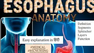 Esophagus || Esophagus, definition, segments, layers,function || #esophagus #anatomy #medical 