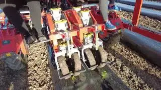 Tranplanting Strawberries 🍓🍓🍓 with WOLF