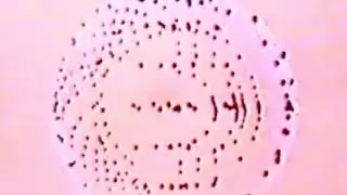 Jimmy Smith - GGGoose Step (OFFICIAL MUSIC VIDEO)