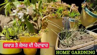 ਹੁਨੰਰ ਹਰ ਚੀਜ਼ ਵਿੱਚ ਸੁੰਦਰਤਾ ਤਲਾਸ਼ ਹੀ ਲੈਂਦੀ ਹੈ ।backyard nursery