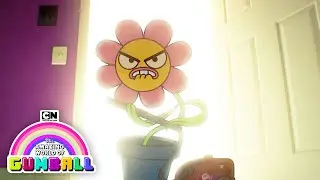 The Flower | The Amazing World of Gumball | Cartoon Network