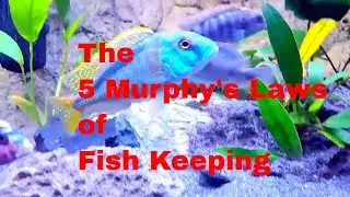 5 Laws of Fish Keeping