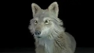 Creating Wolf - hair and fur - Ornatrix 3ds max  -part06