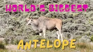 Eland grazing at The Cape of Good Hope
