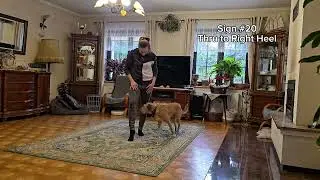 Amelia i Molly - Skill Test novice - Rally Freestyle Elements